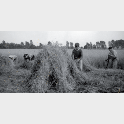Dożynki. Sprawa społeczna