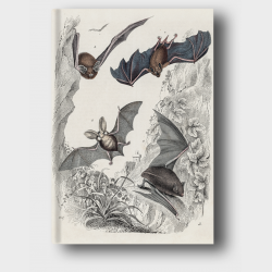 Notes A6 – Litografia barwna z przedstawieniami czterech gatunków nietoperzy