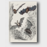 Notes A6 – Litografia barwna z przedstawieniami czterech gatunków nietoperzy