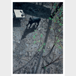 Pocztówka – Łukasz Korolkiewicz, Ślepy pies