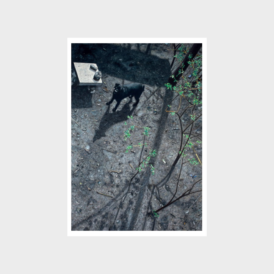 Pocztówka – Łukasz Korolkiewicz, Ślepy pies